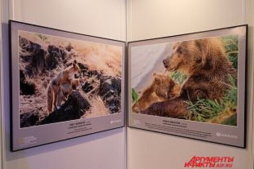 В Перми открылась выставка «Дикая природа России»
