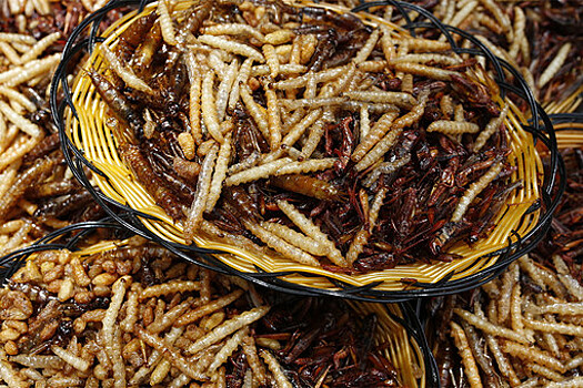 Британия поможет наладить выращивание съедобных насекомых для голодающих ДРК и Зимбабве