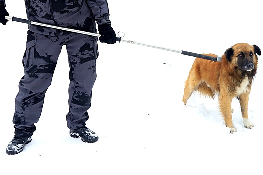 Госдума рассмотрит меры против нападений собак 19 марта