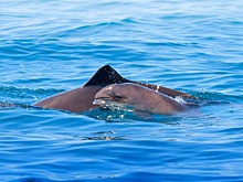 Ученые ЮНЦ РАН подсчитают морских свиней, заплывающих в реку Дон