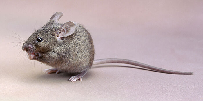 Ученые испытывают "генетическое оружие" для уничтожения мышей