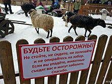 Фото дня. Бараны-людоеды появились в нижегородском детском парке