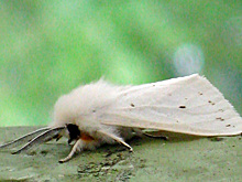 В Сочи усилены меры по защите городской растительности от карантинного вредителя