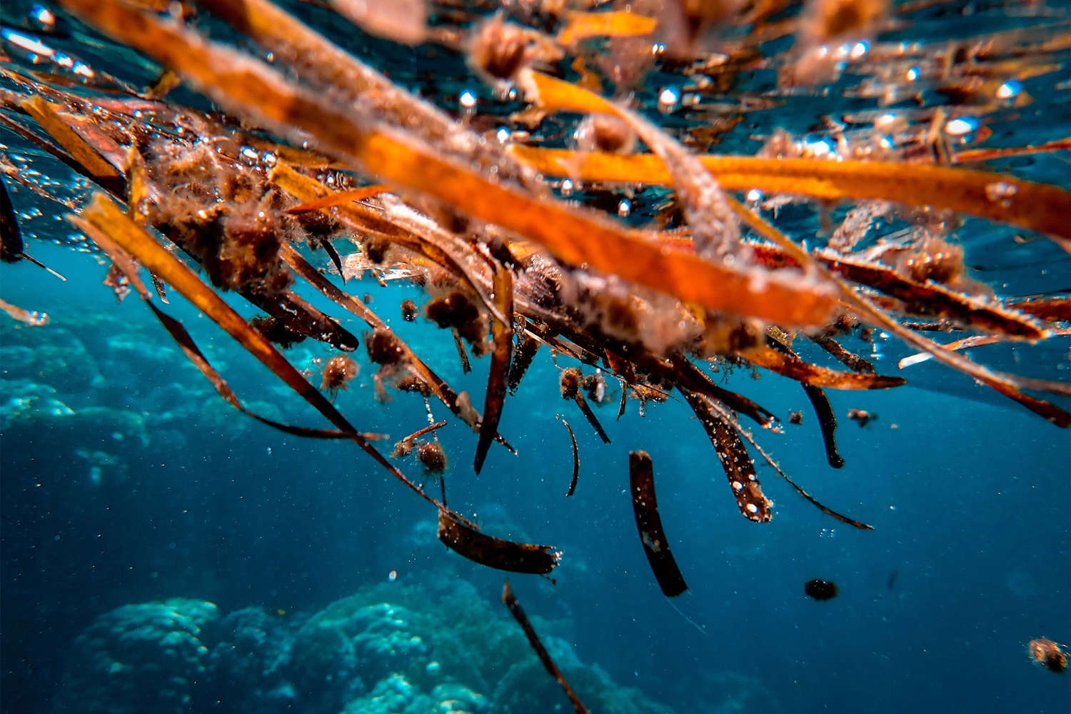 Крахмал в водорослях способен избавить планету от опасных парниковых газов, выяснили ученые