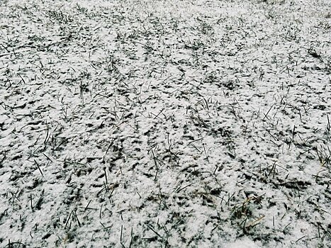 Рабочая неделя завершится мокрым снегом