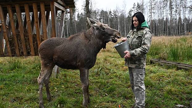 Федя, теперь ты москвич: как лосенок с севера обрел новый дом в национальном парке