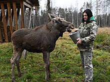 Федя, теперь ты москвич: как лосенок с севера обрел новый дом в национальном парке