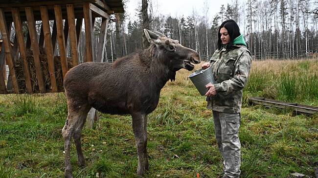 Федя, теперь ты москвич: как лосенок с севера обрел новый дом в национальном парке