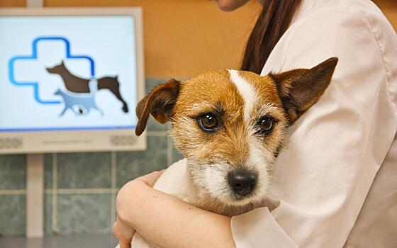Станция по борьбе с болезнями животных в САО обновила ветеринарное оборудование