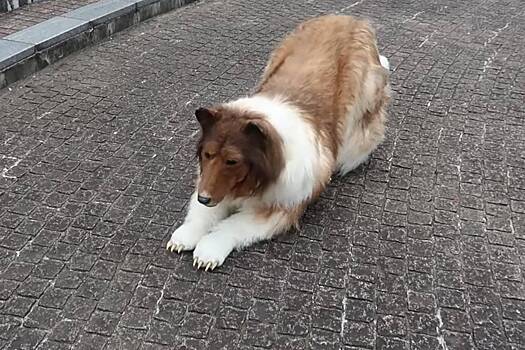 Ставший псом мужчина из Японии проиграл собакам