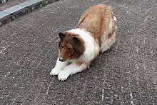 Ставший псом мужчина из Японии проиграл собакам