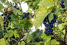 В Крыму создается Инновационный центр виноградарства на базе КФУ