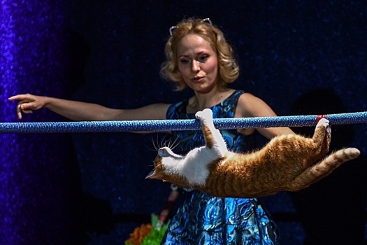 Юрий Куклачёв поддержал пенсии цирковым животным