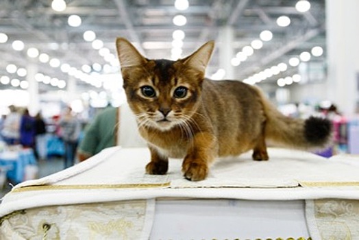 SUMMER CAT SHOW ВПЕРВЫЕ