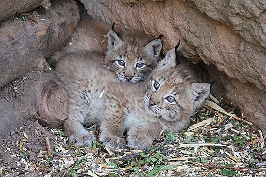 В зоопарке Ижевска родились рысята
