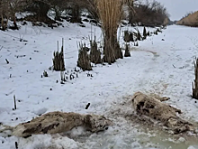 В Астраханской области у павших сайгаков не выявлено опасных болезней
