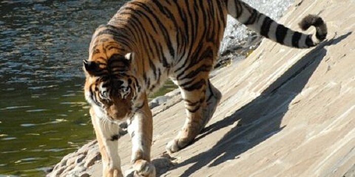 Тигров и леопардов Московского зоопарка накормят мясом в форме сердец 14 февраля