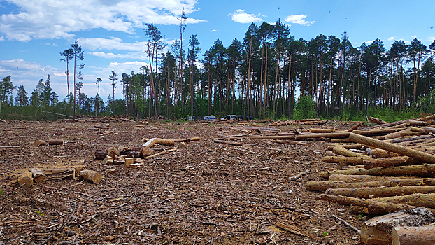 В Приангарье по делу о рубке леса задержаны три чиновника