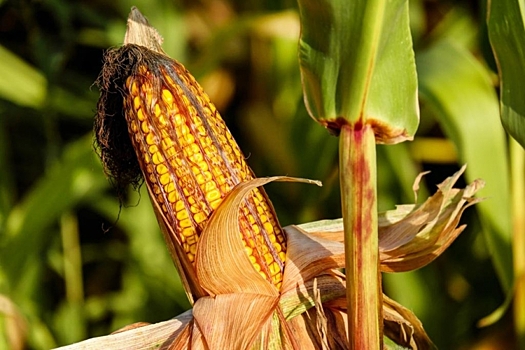 Почему кукуруза выросла несъедобной