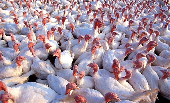 «Индюшкино» никого не заинтересовало