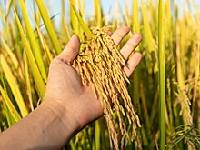 Рис из Дагестана может стать одним из основных экспортных продуктов