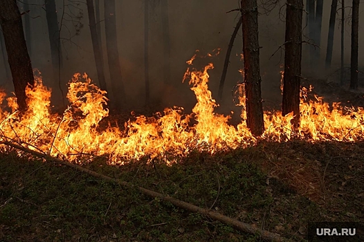 В Тюмени уволен чиновник, отвечавший за тушение лесных пожаров