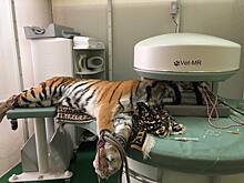 Упавшую в обморок цирковую тигрицу Багдасаровых обследовали в Новосибирске