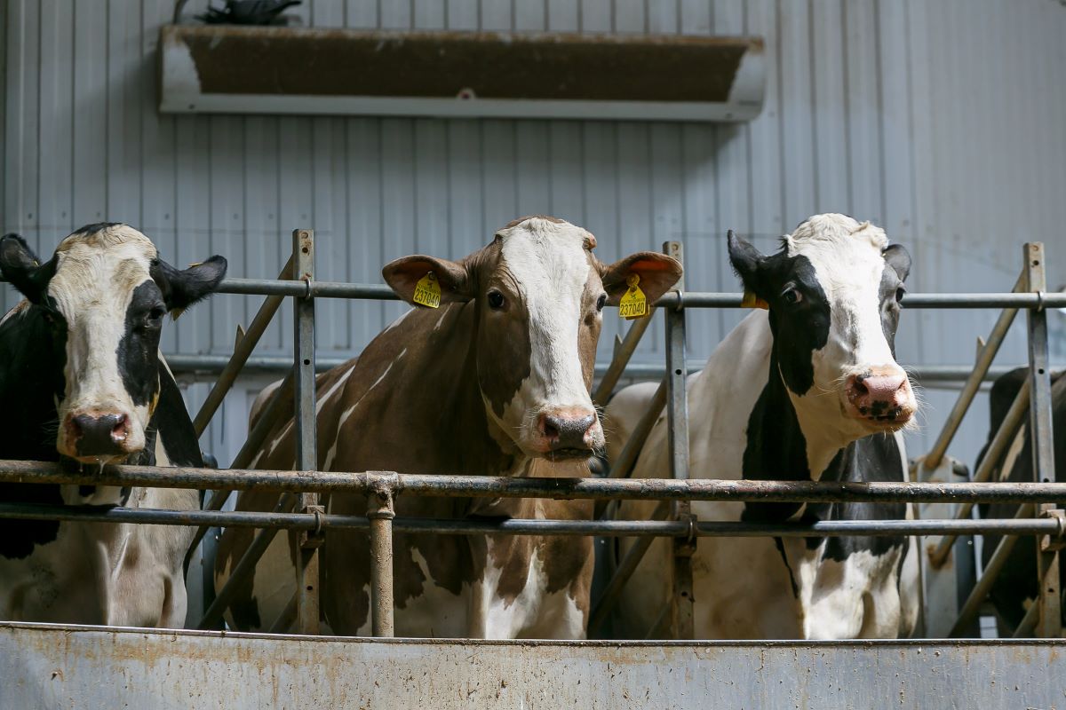 В Новосибирской области поголовье коров из-за лейкоза сократили на 4,1 тыс. голов