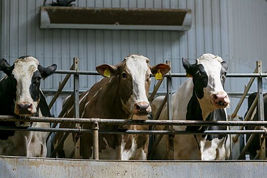 В Новосибирской области поголовье коров из-за лейкоза сократили на 4,1 тыс голов