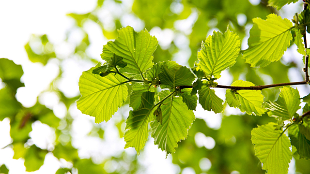 Узнайте, кто вы в гороскопе друидов и в чем ваша сила