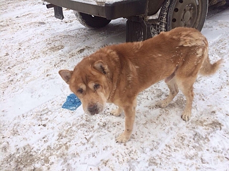 В Нижнем Новгороде собаку бросили умирать возле ветлечебницы