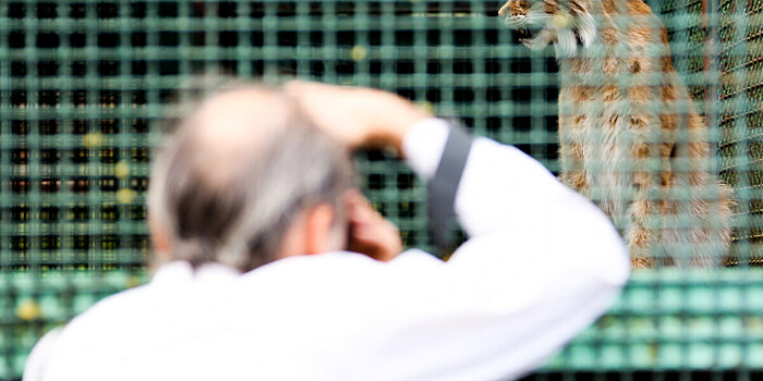 В американском Далласе из зоопарка сбежал леопард