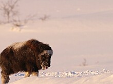 Осиротевшего детеныша овцебыка выходили в Красноярске