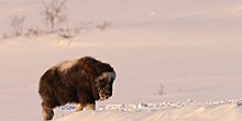 Осиротевшего детеныша овцебыка выходили в Красноярске