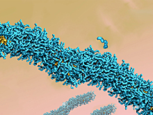Размер противоионов влияет на поведение заряженной полимерной цепи