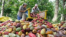 Крупнейшие производители какао-бобов потребовали повышения цен