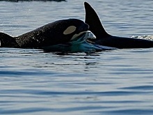 Последнюю группу косаток выпустили в Охотское море