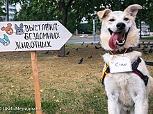 6 октября в Черемушках пройдет «Осенний Хвостофест»