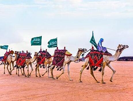 Конкурс красоты среди верблюдов проходит в Саудовской Аравии