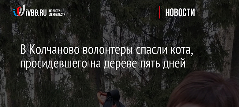 В Колчаново волонтеры спасли кота, просидевшего на дереве пять дней