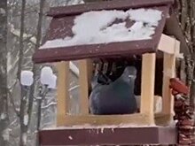 Поздравление с 90-летием и подкормка птиц: новые посты в "Инстаграмах" глав районов Татарстана 16 января