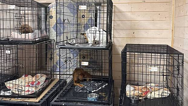 Собаки жили в крови и фекалиях: что творилось в «звездном» приюте в Чехове