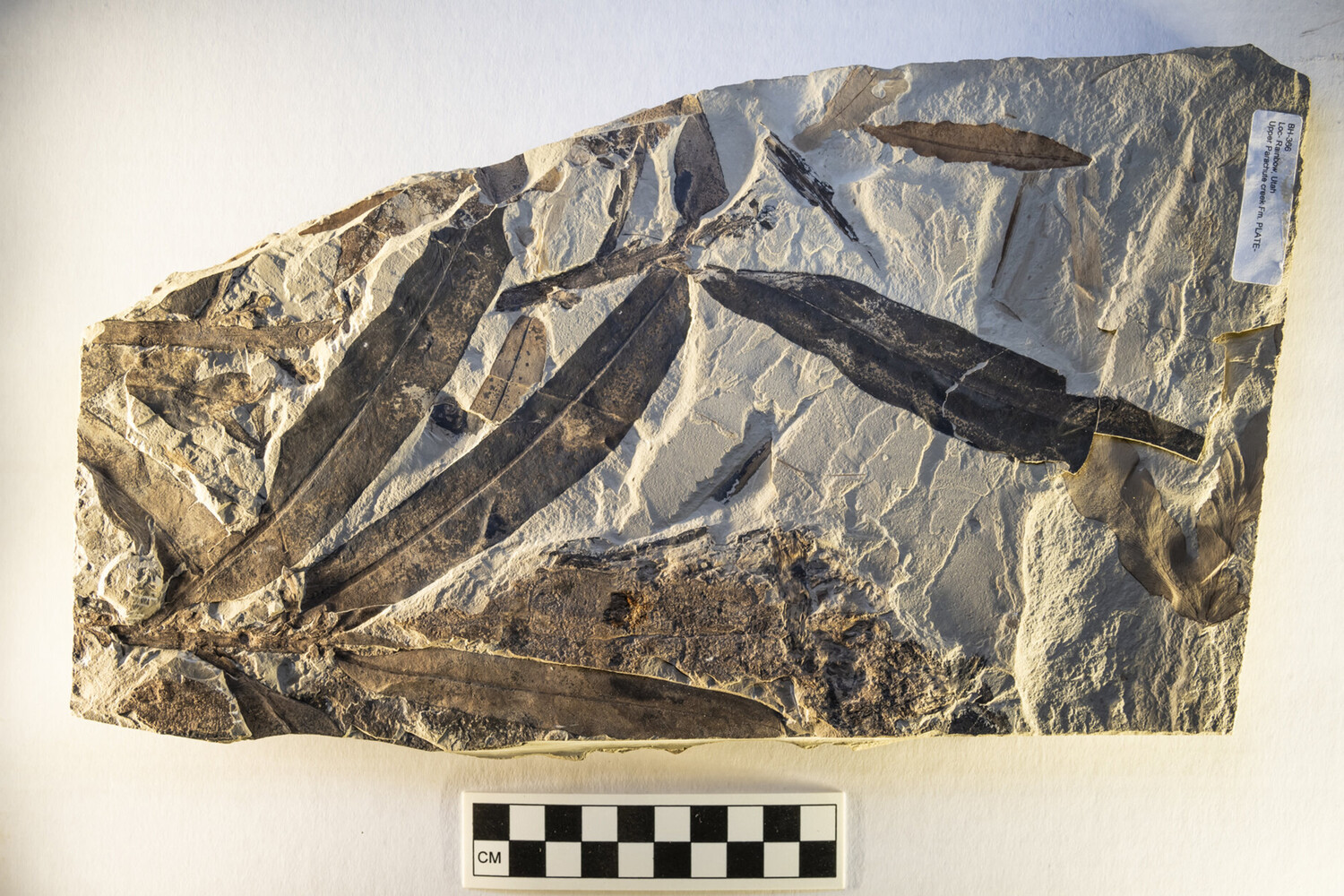 AJB: дриобаланопс на Борнео пережил 2 млн лет, но теперь может исчезнуть