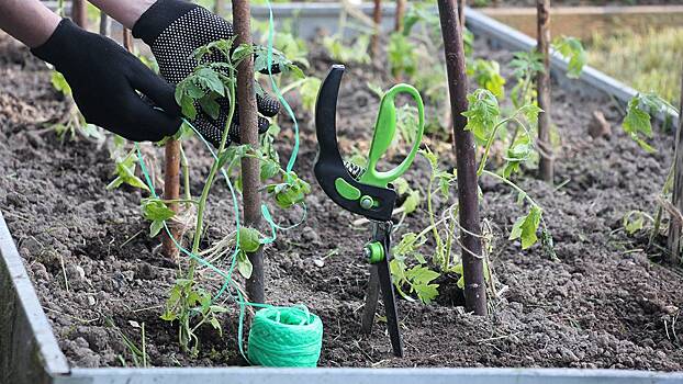 Дело тонкое: секреты полива огорода от биолога Краснова