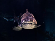 Акула убила мужчину во время его отдыха в Египте