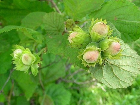 В Калининградской области откроют переработку орехов и сухофруктов