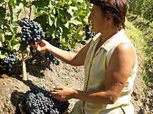 Невидимый враг может оставить Армению без винограда