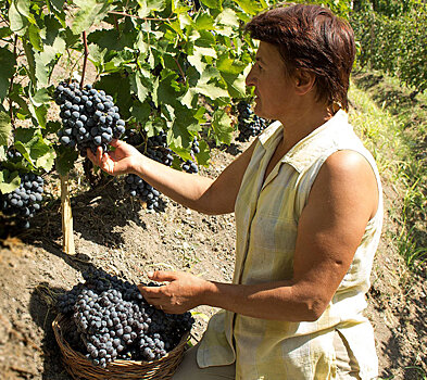 Невидимый враг может оставить Армению без винограда