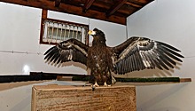 Спасенный сахалинскими нефтяниками орлан поселился в зоопарке Комсомольска-на-Амуре