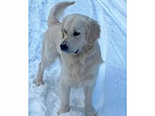 В Пензе едва не погибшая в колодце собака привлекла внимание пристава